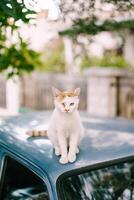 White-red cat with a sore eye sits on the roof of the car photo