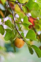 Green tree branch with ripe persimmon in the garden photo