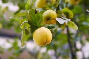 Ripe quince hanging from a green tree branch in the garden photo