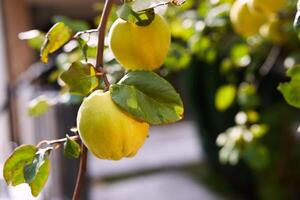 Yellow quince ripens on branches in the sun photo