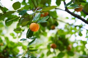 Yellow persimmon hanging from a tree branch in a green garden photo