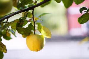 Quince hanging on a tree branch among green leaves photo