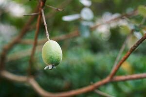 feijoa madura en un sin hojas árbol rama foto