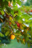 Yellow persimmon grows among green foliage on a tree branch photo