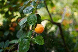 Ripe persimmon on a tree branch among lush green foliage photo