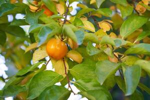 Ripe persimmon hangs on a branch among green and yellow leaves photo