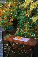 Bunch of ripe persimmons lies on a checkered towel on a table near a green tree in the garden photo