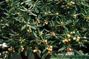 Yellow seed pods among the green foliage of a Japanese cheese wood bush photo