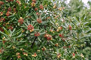 Red seeds on a green mock orange bush in the garden photo