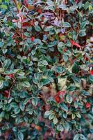 Red and green leaves on a barberry bush in the garden photo