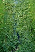 Brook densely overgrown with lush green grass photo