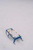 redondo bolas de nieve preparado para el juego mentira en un trineo en el nieve foto