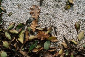 Dry leaves lie on a gravel textured tile photo