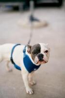 francés buldog perrito atado con un azul aprovechar con un cinturón a un enviar foto