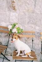 Jack Russell Terrier sits on a wooden chair decorated with flowers photo