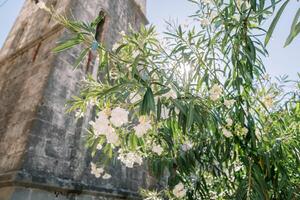 White blooming oleander in the garden near the ancient stone tower photo