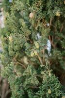 Small pine cones on green cypress branches in the garden photo