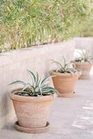 Small agave bushes in clay pots stand along a stone fence in a green garden photo