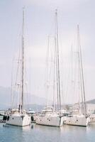 Sailing yachts are moored in a row in the port photo