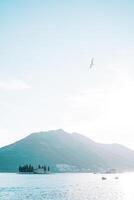 Gaviota se eleva en el cielo terminado el bahía de kotor con el isla de S t. Jorge en el antecedentes. montenegro foto