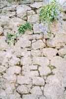 Blue flowers growing on a steep stone ancient wall photo