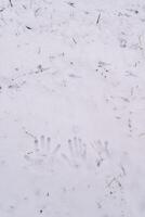 Handprints of dad, mom and little child on the snow photo