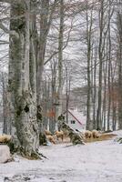 Flock of sheep eats hay in a snowy forest near a farm photo