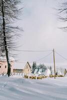 Flock of sheep walks through a snowy village among houses photo