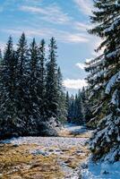 Snowy coniferous forest in bright sunlight photo