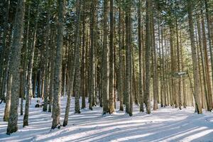 Pine trunks in a snowy coniferous forest photo
