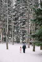 Mother and a little girl walk holding hands in a snowy spruce forest. Back view photo