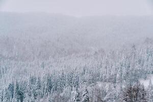 Snowy coniferous forest on the slopes of misty mountains photo