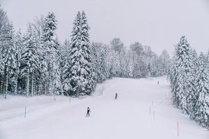 esquiadores paseo abajo un Nevado montaña Pendiente entre un conífero bosque foto