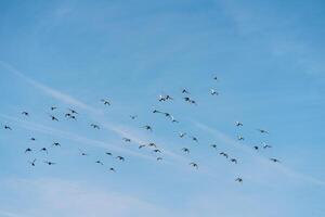 Birds circling in the sunny blue sky photo