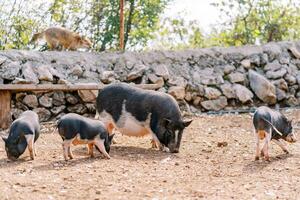 Dwarf black pig sniffs the ground with its piglets in a pen behind a stone fence photo