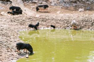 Black pygmy pigs drink water while standing on the shore of a pond photo