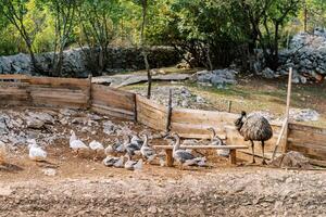 Geese and ducks walk in a clearing near a wooden fence next to a standing ostrich photo