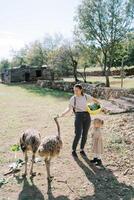 Little girl looks at her mother feeding cabbage leaves to ostriches in a green park photo