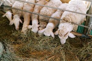Row of white sheep with a ram eats hay through a fence on a farm. Top view photo