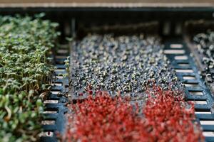 Small sprouts of onion microgreens sprouting in a box next to arugula and red radishes photo