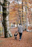 Dad and a little girl walk holding hands along fallen dry leaves in an autumn park. Back view photo