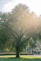 Sun shines through the green branches of a large tree in the garden photo