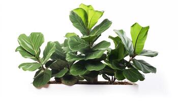 AI Generated A Fiddle Leaf Fig tree with its large glossy leaves isolated, white background photo