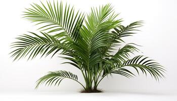 AI Generated A Kentia Palm with its graceful fronds creating isolated, white background photo