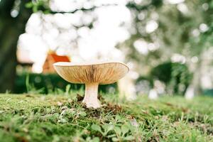 Large smoky row mushroom grows on a green lawn in the forest photo