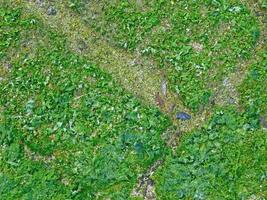 Texture Of Seaweed At The Sea photo