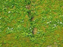 exture Of Seaweed At The Sea photo