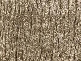 Brown Wood Texture photo