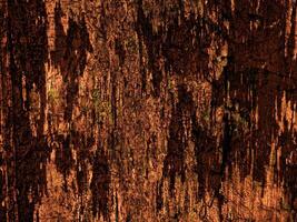 Dark Brown Wood Texture photo