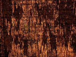 Dark Brown Wood Texture photo